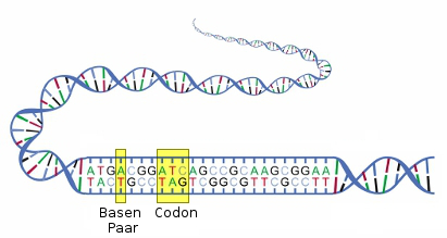 Illustration einer DNA-Doppelhelix mit hervorgehobenen Basenpaaren und einem Codon. Die Struktur zeigt farbige Verbindungen zwischen den Basen und die Reihenfolge der genetischen Codes.