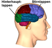 Seitenansicht eines menschlichen Kopfes mit farblich hervorgehobenen Gehirnbereichen inklusive Hinterhauptlappen und Stirnlappen.