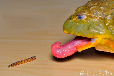Ein Bild zeigt den Moment, in dem ein farbig schillernder Frosch auf einer h&ouml;lzernen Oberfl&auml;che seine lange, rosa Zunge ausstreckt, um eine nahe gelegene Raupe zu schnappen.