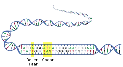 Darstellung einer DNA-Doppelhelix mit farbigen Basenpaaren und einem markierten Codon in gelb, das eine spezifische Sequenz von Basenpaaren hervorhebt.