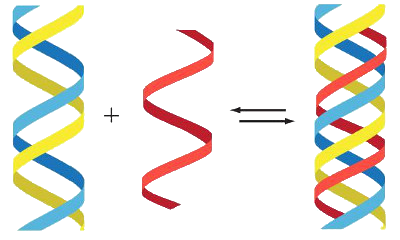 Ein Diagramm zeigt die Kombination zweier spiralf&ouml;rmiger Strukturen, eine in Blau und Gelb und die andere in Rot, die zu einer einzigen spiralf&ouml;rmigen Struktur in Blau, Gelb und Rot verschmelzen.