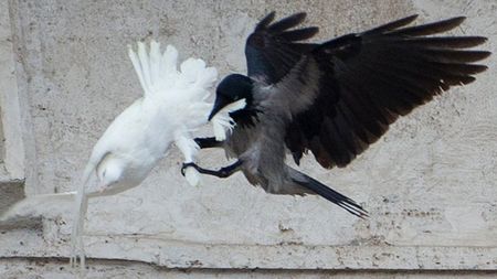 Ein schwarzer Rabe mit ausgebreiteten Fl&uuml;geln und ein wei&szlig;er Vogel, der aussieht wie eine Taube, k&auml;mpfen in der Luft neben einer hellen Wand.