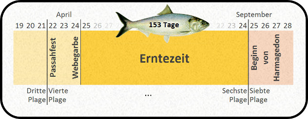Diagramm zeigt eine Zeitleiste von April bis September mit hervorgehobenen Daten und Ereignissen. &Uuml;ber einem goldenen Hintergrund, der "Erntezeit" gekennzeichnet ist, schwimmt ein Fisch, der 153 Tage repr&auml;sentiert. Die Zeitleiste enth&auml;lt spezifische Daten und historische Ereignisse wie das Passahfest und den Beginn von Harmagedon, zusammen mit biblischen Hinweisen auf die dritte bis siebte Plage.