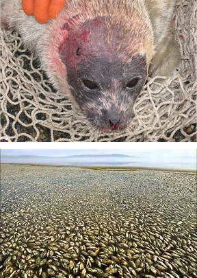 Oben ist ein Bild eines verletzten Seehundes, der auf einem Netz liegt, unten ein Bild eines dichten Muschelfeldes am Strand.