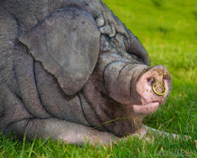 Ein gro&szlig;es Schwein liegt entspannt auf gr&uuml;nem Gras, der Blick eng auf seine markante Rissschnauze fokussiert, die an Formen im Sternbild des Mazzaroth erinnert.