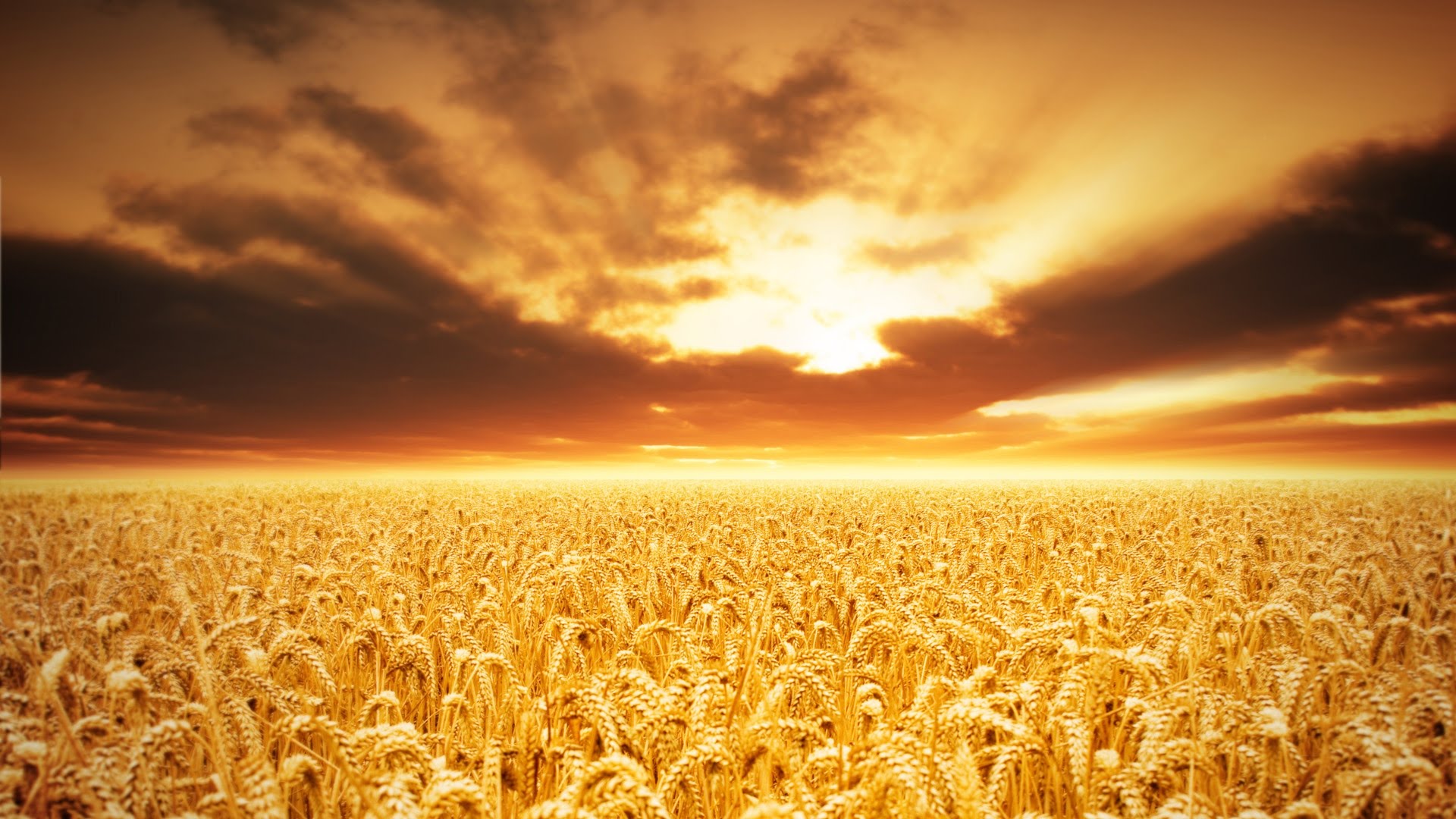 Weites Feld mit reifen Weizen&auml;hren unter einem dramatischen Himmel, der in Orange- und Goldt&ouml;ne getaucht ist, was die Sch&ouml;nheit der nat&uuml;rlichen Welt unterstreicht.