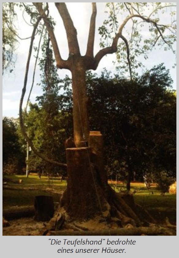 Ein gro&szlig;er Baum mit einer ungew&ouml;hnlich geformten Baumkrone, die einer Hand &auml;hnelt, steht in einem lichtdurchfluteten Park. Der Stamm ist von frisch aufgew&uuml;hlter Erde umgeben, Zeichen einer k&uuml;rzlichen Arbeit am Wurzelwerk.