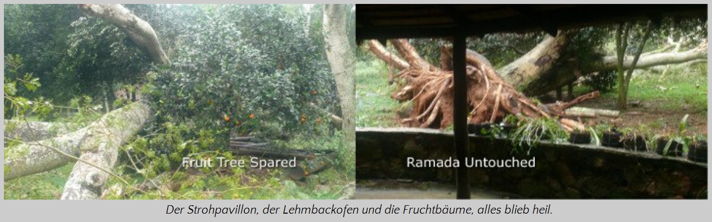 Eine zweiteilige Bildkomposition, die links einen umgest&uuml;rzten Baum zeigt, der einen Obstbaum verschont hat, und rechts einen Strohpavillon neben einem Lehmbackofen unter einem sch&uuml;tzenden Dach, der von der Zerst&ouml;rung unber&uuml;hrt geblieben ist.