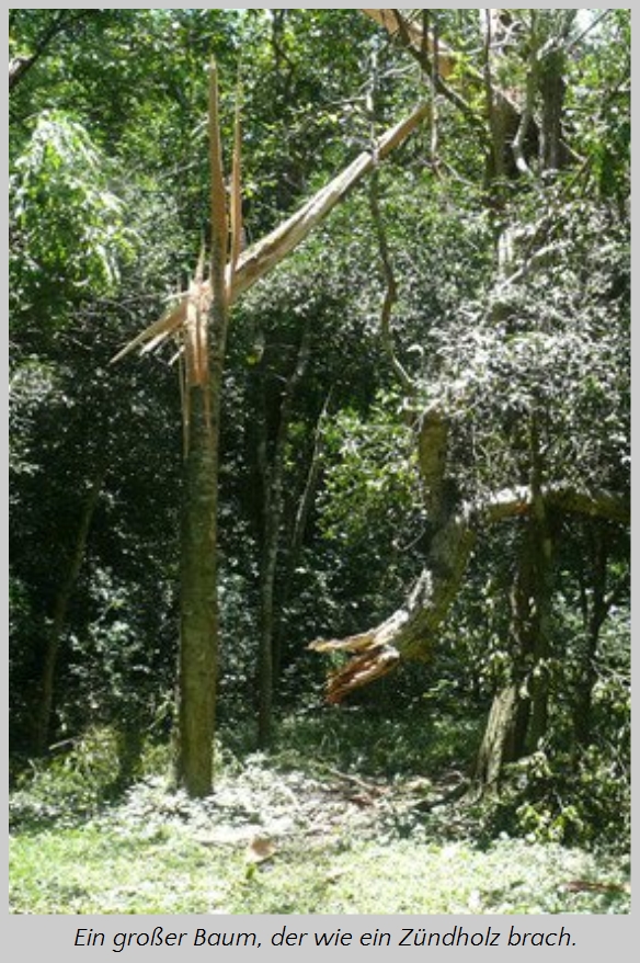 Ein gro&szlig;er Baum im Wald, der in der Mitte gebrochen ist und dessen oberer Teil zu Boden gefallen ist, umgeben von dichtem Gr&uuml;n.