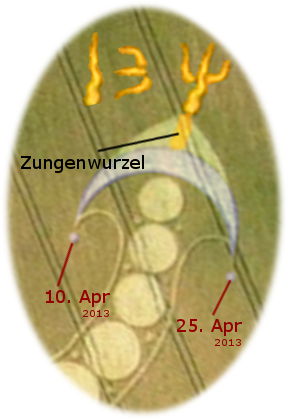 Grafische Darstellung eines kreisf&ouml;rmigen Kornfeldmusters mit &uuml;berlagerten Symbolen, die das Mazzaroth-Element Widder repr&auml;sentieren k&ouml;nnten, und Datumsangaben, die auf den 10. und 25. April 2013 hinweisen.