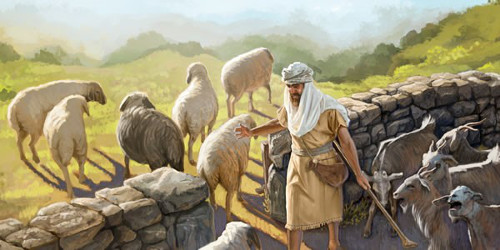 Ein Hirte in traditioneller Kleidung steht an einer Steinmauer und streichelt ein Schaf, w&auml;hrend andere Schafe und Ziegen in einer l&auml;ndlichen, h&uuml;geligen Landschaft grasen.