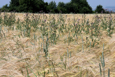 Ein Feld mit reifendem Getreide und einigen aufrechten Distelpflanzen unter einem bew&ouml;lkten Himmel. Die Vegetation suggeriert eine vorbereitete Ernte im Einklang mit den Jahreszeiten, wie in den Schriften angedeutet.