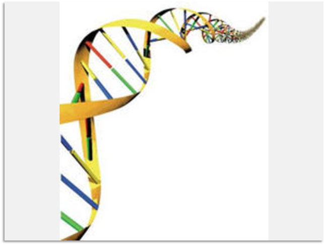 Grafische Darstellung einer spiralf&ouml;rmigen DNA-Struktur mit bunten Balken auf den Str&auml;ngen gegen einen wei&szlig;en Hintergrund.