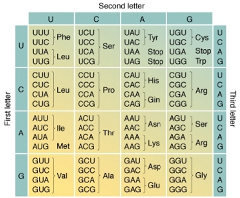 A detailed chart displaying the genetic code with columns labeled as second letter (U, C, A, G) and rows labeled as first letter (U, C, A, G). Each cell contains a three-letter nucleotide sequence corresponding to a specific amino acid, for example, UUU for Phenylalanine (Phe), and AAC for Asparagine (Asn). The chart also highlights stop codons.
