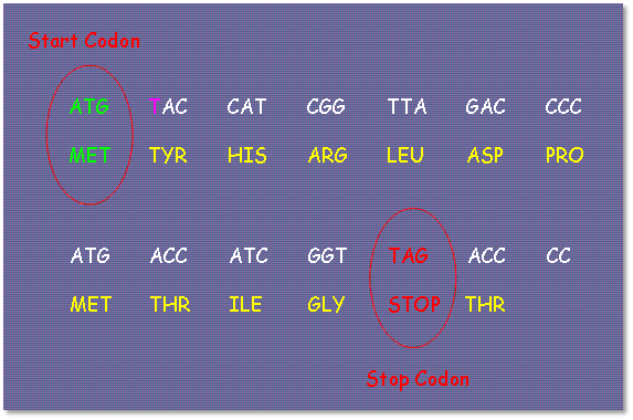 Grafische Darstellung der genetischen Codons in zwei Reihen auf einem dunkelblauen Hintergrund. Start- und Stop-Codons sind durch rote Kreise hervorgehoben. Die Nukleotid-Triplets f&uuml;r Methionin (MET) und ein Stop-Signal sind besonders markiert.