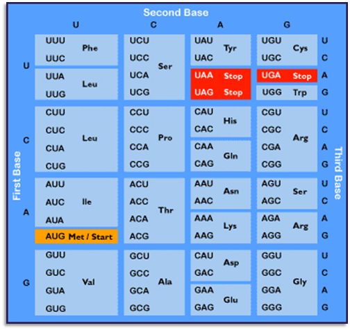 Ein Bild zeigt eine Tabelle von Codons aus drei Basen in der DNA, die Aminos&auml;uren in Protein&uuml;bersetzungsprozessen kodieren. Jedes Codon besteht aus einer Kombination von drei Nukleotiden, die in den Spalten und Zeilen nach der ersten, zweiten und dritten Base angeordnet sind. Spezifische Codons wie das Start-Codon und Stop-Codons sind farblich hervorgehoben.