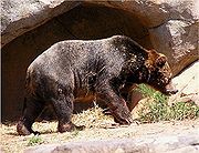 Ein Braunb&auml;r geht auf felsigem Untergrund neben einer gro&szlig;en Steinformation.